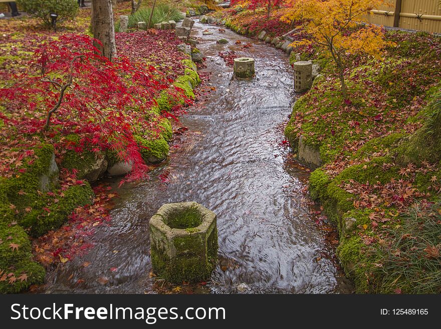 Autumn tints in Japan