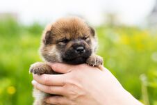 Close-up Portrait Of Beautiful Two Weeks Old Shiba Inu Puppy In The Hands Of The Owner In The Buttercup Meadow Royalty Free Stock Photo