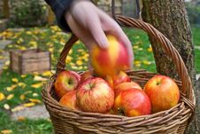 Picking Of Apples. Stock Photos