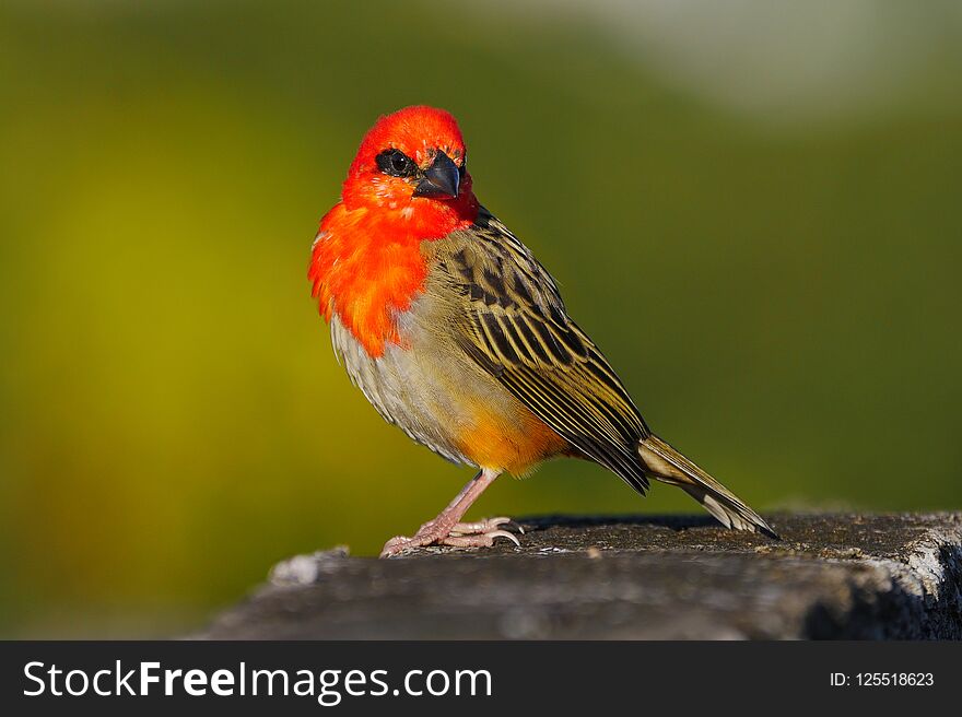 Red Fody Bird Perching