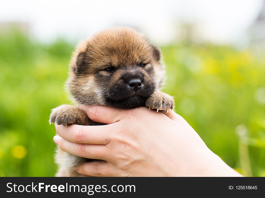 Close-up Portrait of beautiful two weeks old shiba inu puppy in the hands of the owner in the buttercup meadow
