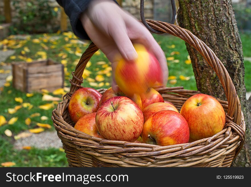 Picking of apples.Red apples are in the wicker basket.