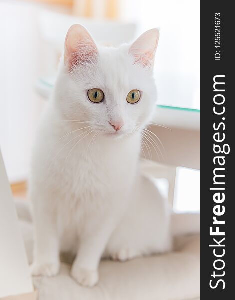 A portrait of a cute white cat at home with owner