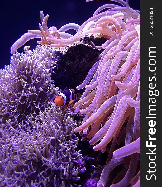 Clown fish swimming amongst anemones, reminds me of Nemo.... beautiful sea life. The anemone tentacles are like little strings pulling the fish back to safety. Clown fish swimming amongst anemones, reminds me of Nemo.... beautiful sea life. The anemone tentacles are like little strings pulling the fish back to safety...