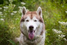 Close-up Portrait Of Free Beige And White Dog Breed Siberian Husky Sitting In The Green Grass And Wild Flowers Stock Photo