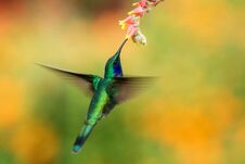 Green Violetear Hovering Next To Red Flower, Bird In Flight, Mountain Tropical Forest, Costa Rica Royalty Free Stock Images
