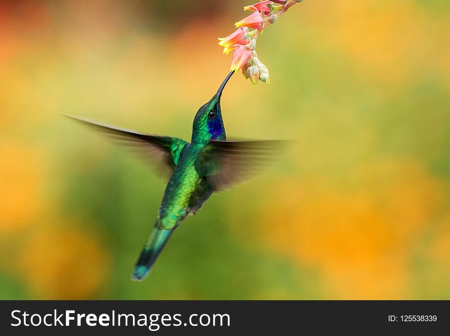 Green Violetear Hovering Next To Red Flower, Bird In Flight, Mountain Tropical Forest, Costa Rica