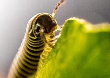 Millipede Royalty Free Stock Images