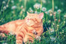 Little Red Kitten Lying On The Dandelion Field Royalty Free Stock Photography