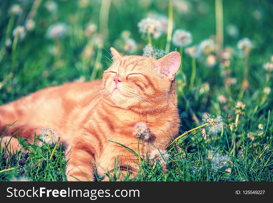 Portrait of a little red kitten lying on the dandelion field. Cat enjoying spring