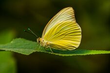 Great Southern White Butterfly Ascia Monuste Seattle Washington Royalty Free Stock Images
