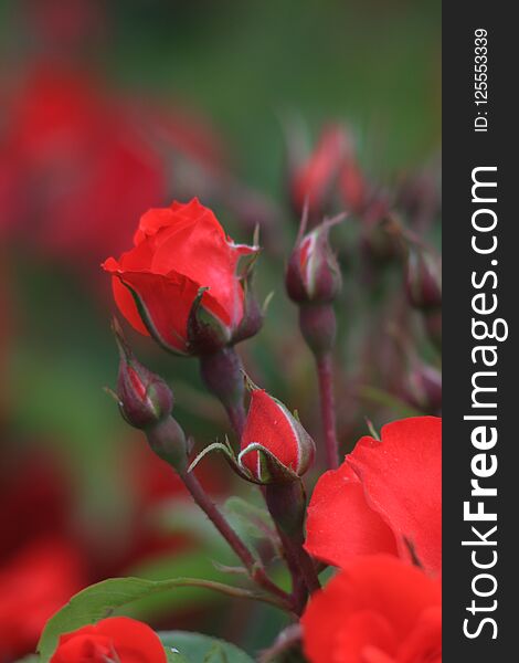 Flowers roses flowering in roses garden. Beatiful red roses in garden.