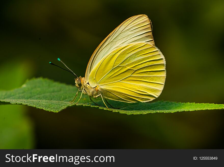 Great Southern White Yellow Butterfly Ascia monuste Green Leaves Seattle Washington. Great Southern White Yellow Butterfly Ascia monuste Green Leaves Seattle Washington