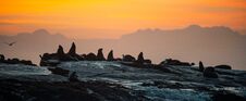 Seals Silhouettes Against A Sunrise On The Seal Island, Seal Island On Sunrise. Royalty Free Stock Image