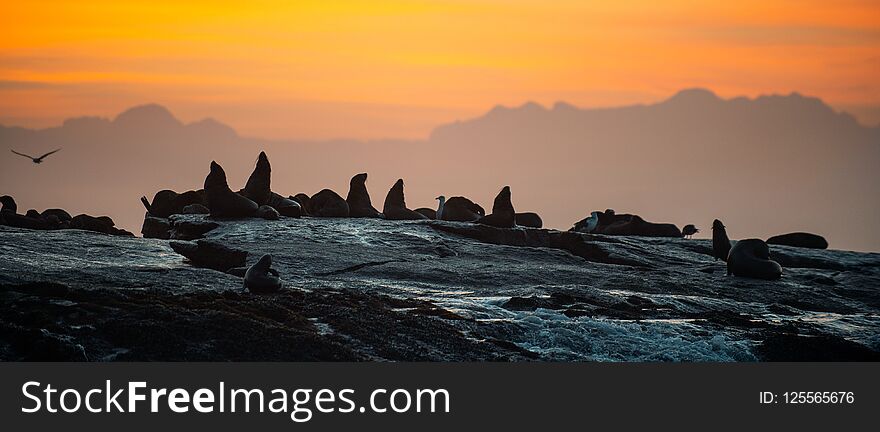 Seals silhouettes against a sunrise on the Seal island, Seal Island on sunrise. Cape fur seal Arctocephalus pusilus. False Bay, South Africa