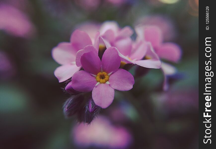 Macro on pink flower