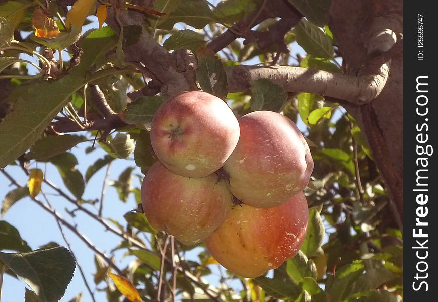 Fruit, Fruit Tree, Apple, Local Food