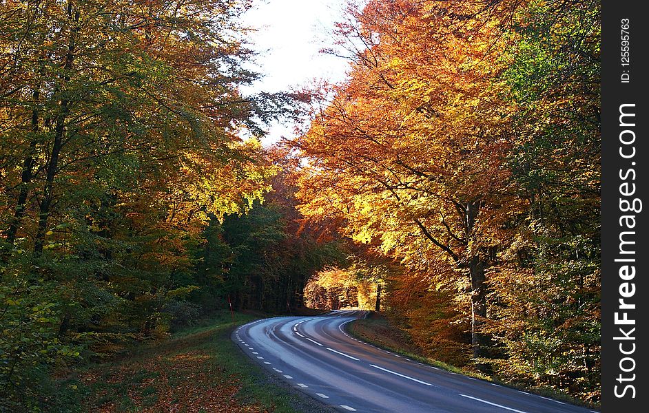 Nature, Autumn, Leaf, Road