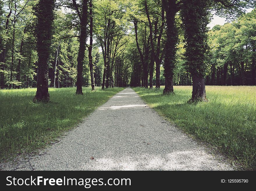 Path, Tree, Ecosystem, Nature Reserve