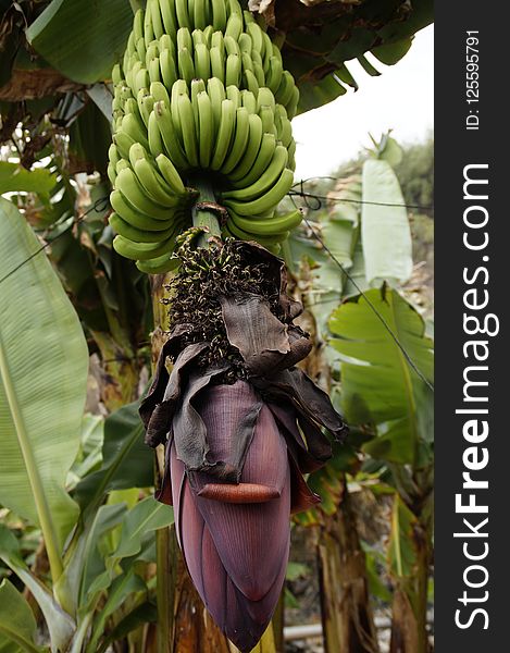 Plant, Flora, Leaf, Banana