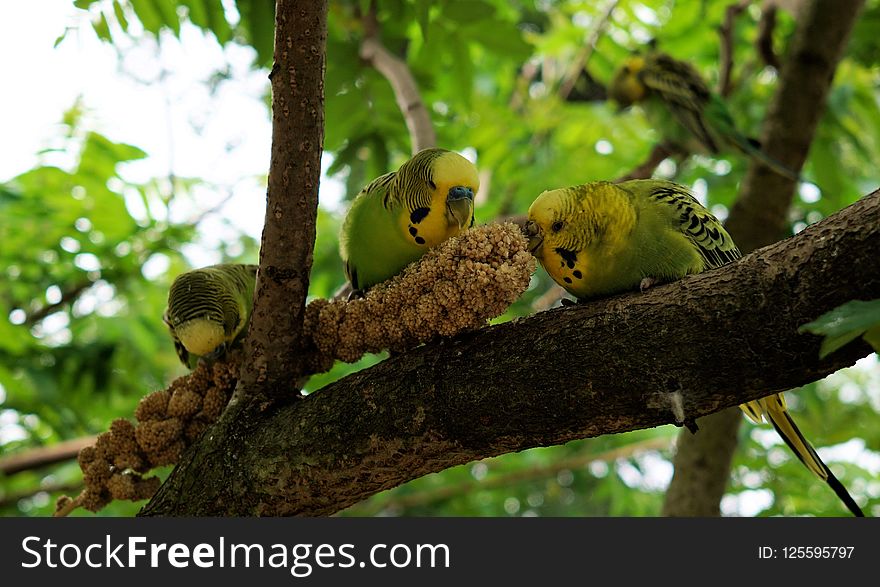 Bird, Fauna, Beak, Tree