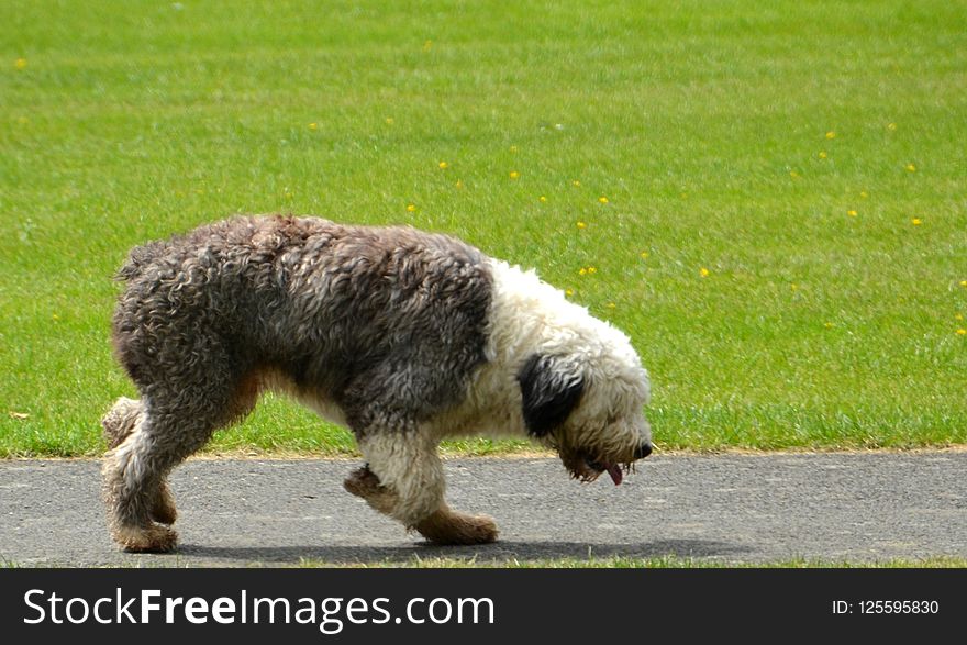 Dog Breed, Dog Like Mammal, Dog, Grass
