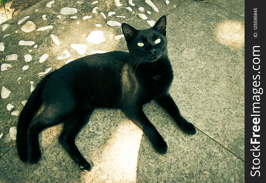 Cat, Black Cat, Black, Small To Medium Sized Cats