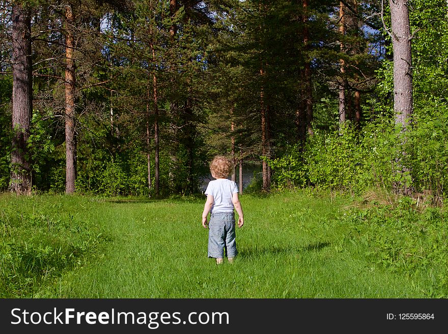 Nature, Ecosystem, Tree, Nature Reserve