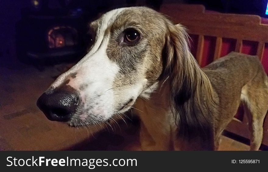 Dog Breed, Dog, Saluki, Snout