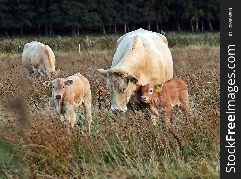 Cattle Like Mammal, Pasture, Ecosystem, Grazing