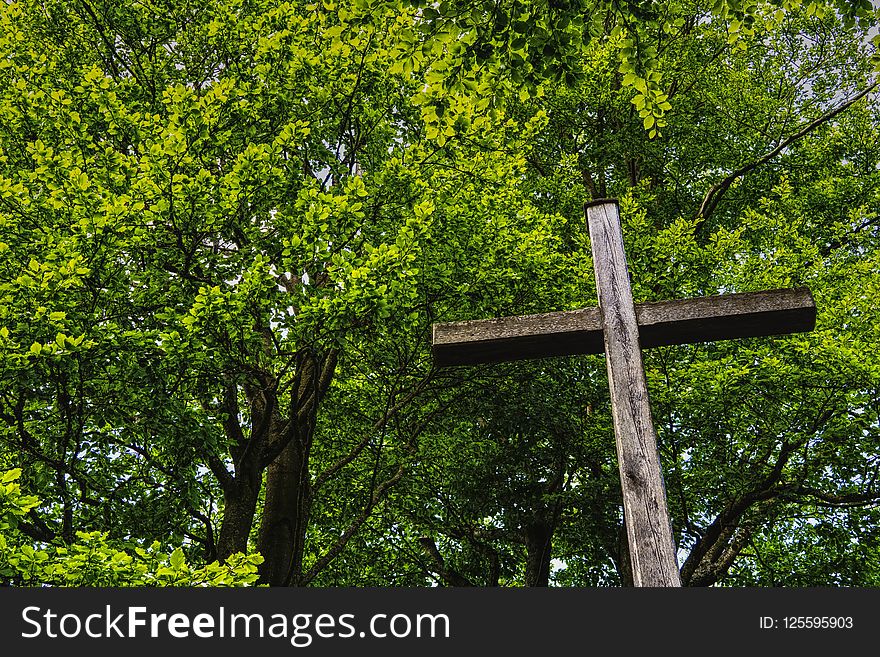 Tree, Nature, Leaf, Vegetation