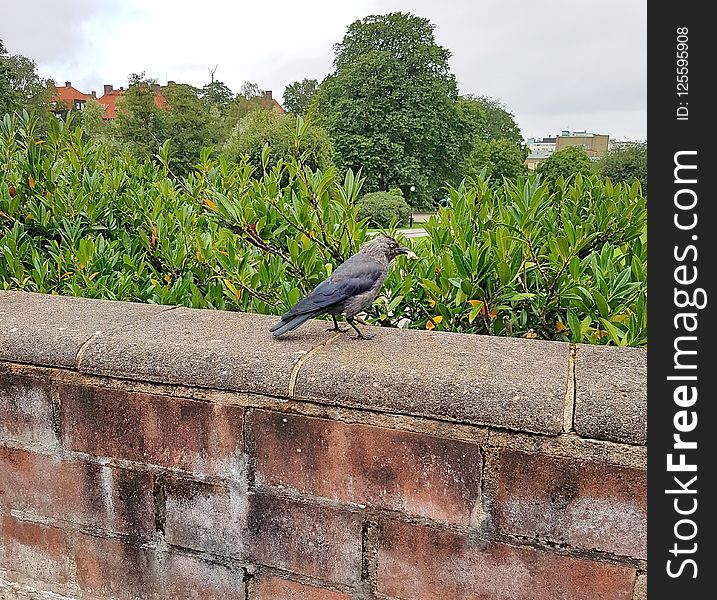 Bird, Fauna, Wall, Tree