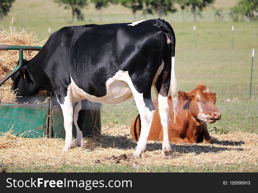 Cattle Like Mammal, Dairy Cow, Pasture, Dairy