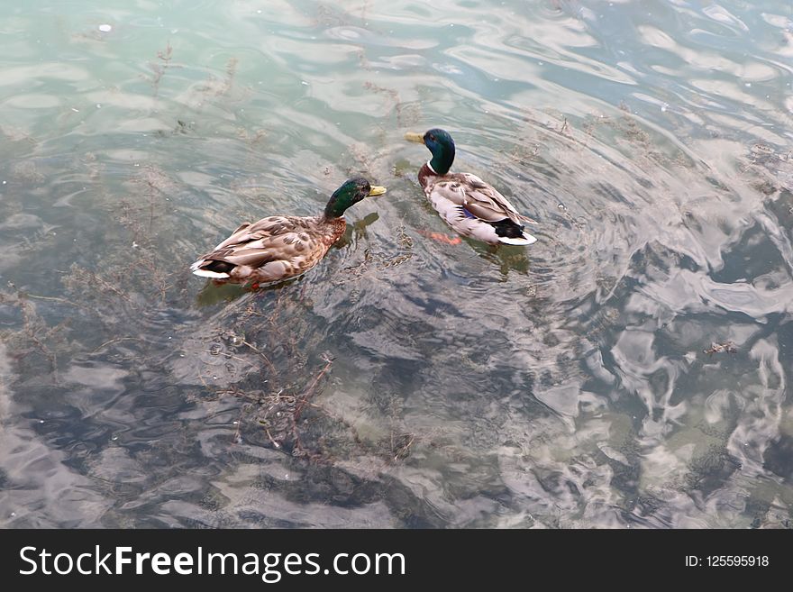 Duck, Bird, Water, Fauna