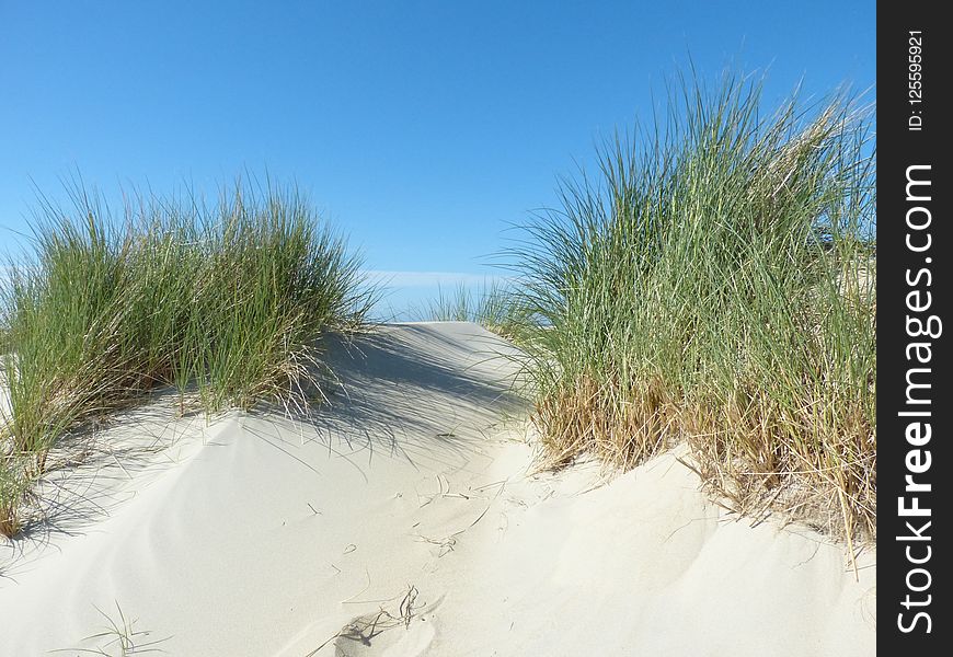 Ecosystem, Sand, Grass, Dune