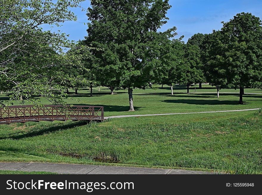 Nature, Tree, Pasture, Nature Reserve