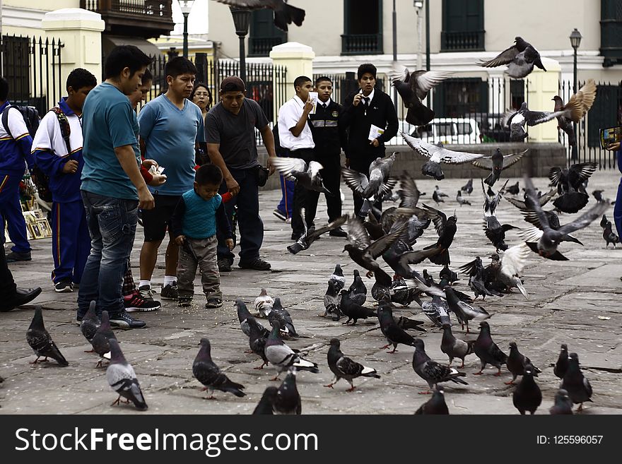 Street, Crowd, Pigeons And Doves, City