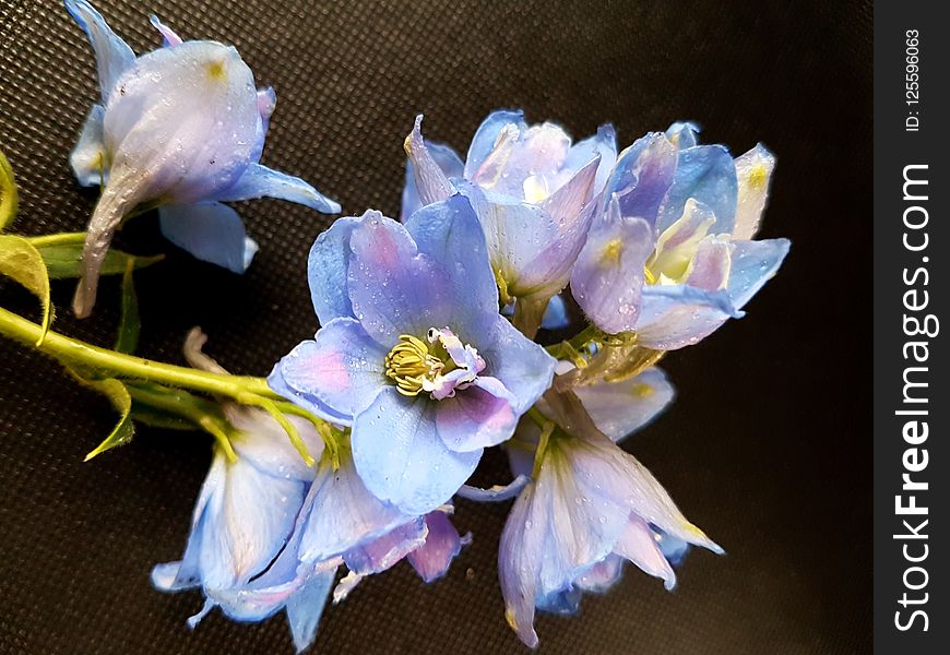 Flower, Blue, Flora, Flowering Plant