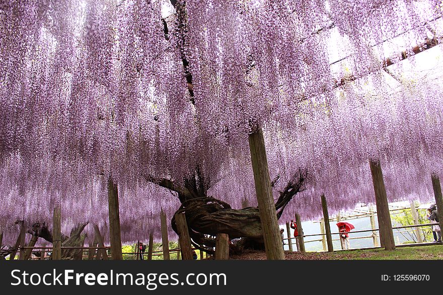 Tree, Plant, Woody Plant, Purple