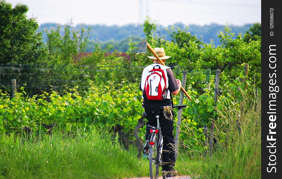 Cycle Sport, Tree, Path, Bicycle