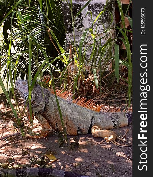 Iguana, Fauna, Reptile, Scaled Reptile
