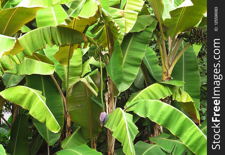 Plant, Leaf, Vegetation, Banana Leaf