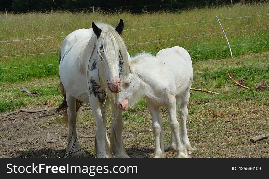 Horse, Mare, Horse Like Mammal, Pasture