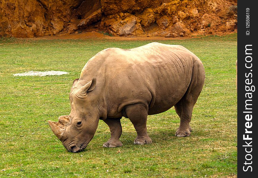 Rhinoceros, Terrestrial Animal, Fauna, Mammal