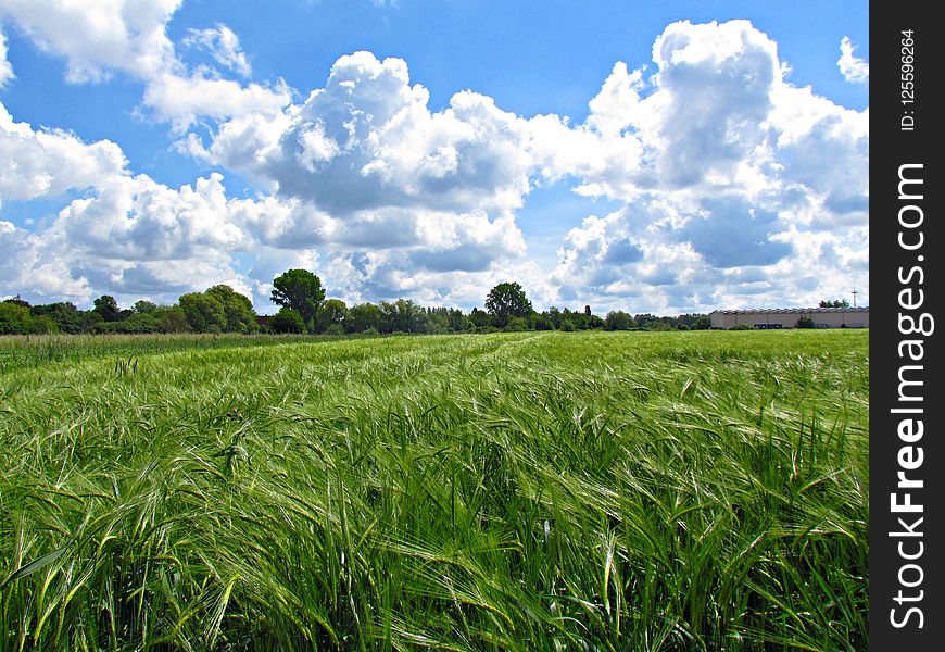 Grassland, Sky, Field, Crop