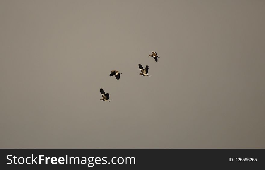 Sky, Flock, Bird, Bird Migration