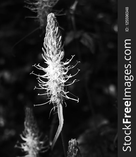 Black And White, Monochrome Photography, Flora, Macro Photography