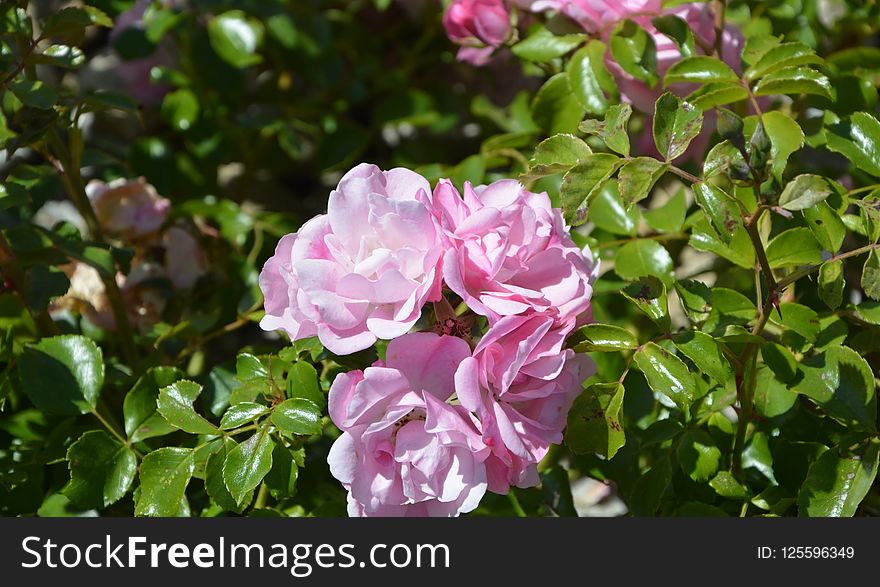 Rose Family, Plant, Rose, Flower