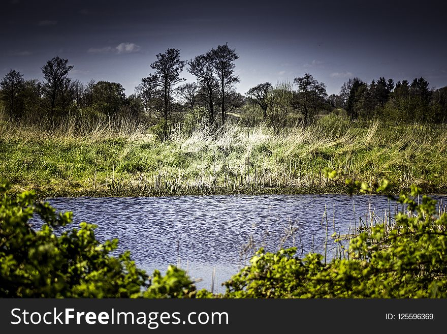 Nature, Water, Vegetation, Sky