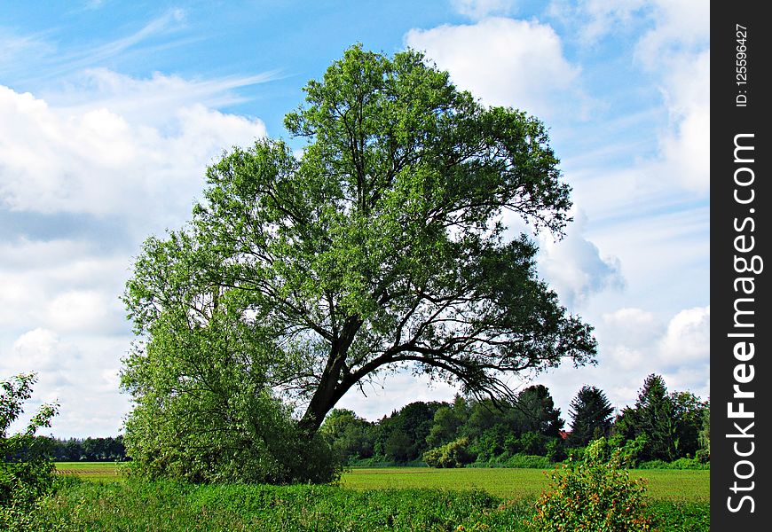 Tree, Sky, Woody Plant, Nature